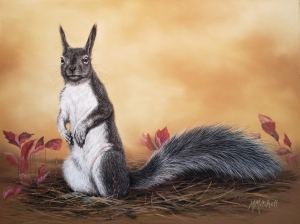 Abert's Squirrel